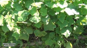 ЛУЧШИЙ ОГУРЕЦ ДЛЯ ЗАСОЛКИ. Гибрид РОДНИЧОК.