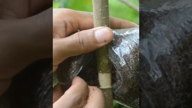 Mulberry rooting process #gardening #shortsvideo смотреть онлайн