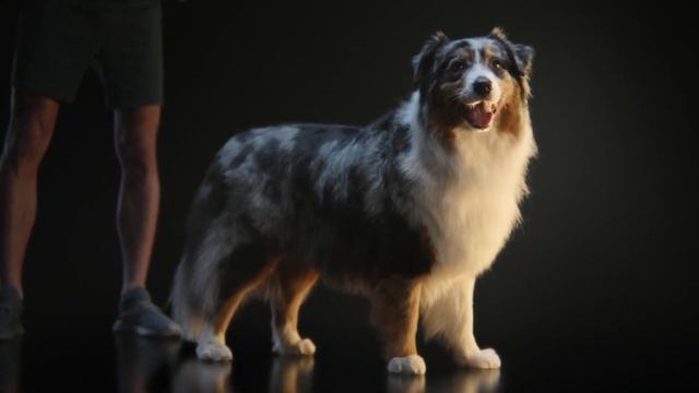 Stăpânii remarcabili aleg Pro Plan® | Pentru câini extraordinari смотреть онлайн