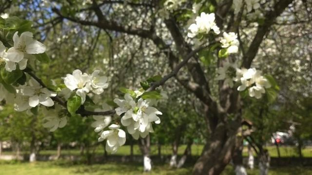 Школьный сад смотреть онлайн