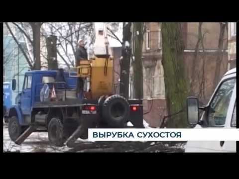 В Калининграде началась вырубка сухостойных деревьев смотреть онлайн