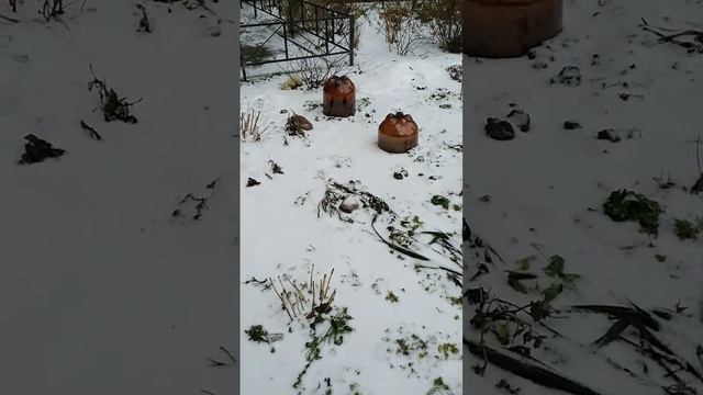 Растения спят надежно смотреть онлайн