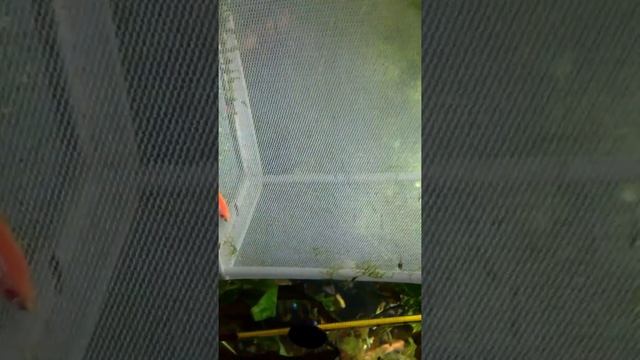 Наш аквариум и знакомство с обитателями смотреть онлайн