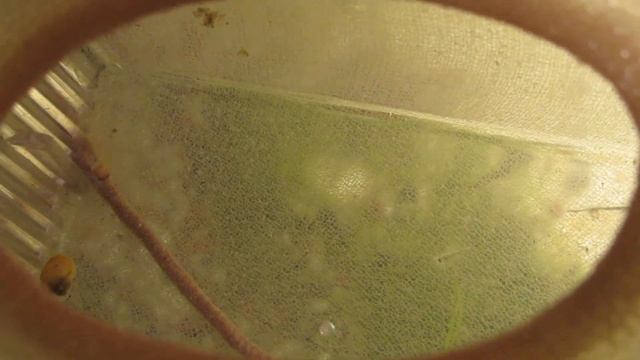 3 день личинка вишнёвого барбуса смотреть онлайн