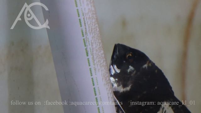 Angel breeding process part 1 смотреть онлайн