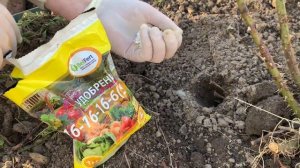 ЧЕМ ПОДКОРМИТЬ РОЗЫ ВЕСНОЙ #удобрения #подкормка #весенниеработы #верандацветысадогород