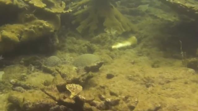 Elkhorn Coral: Caribbean Reef Rarity, Part I смотреть онлайн
