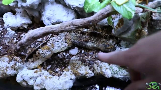 PALUDARIUM REVAMP Stage 1 смотреть онлайн