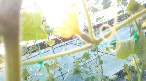 Как увеличить количество завязи на помидорах