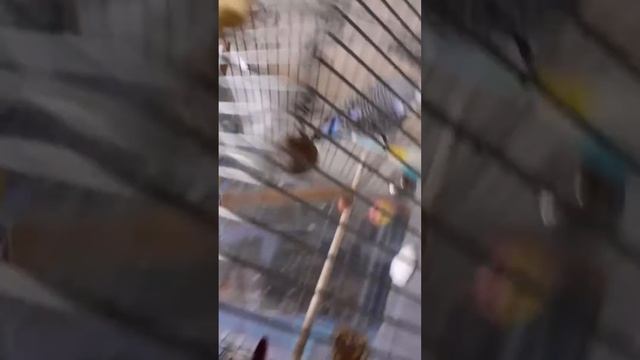 Обзор новых попугайчиков смотреть онлайн