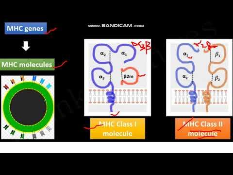 Lecture 21A Antigen processing and presentation смотреть онлайн