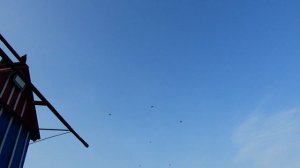 Мелитопольские голуби в гостях у Солопова А.Г. на тягучий ветер....