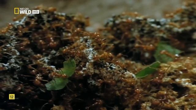 PERU SALVAJE - Documental Naturaleza HD 1080p - Grandes Documentales