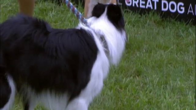 30 Weave Pole Finals - 2013 Purina® Incredible Dog Challenge Finals смотреть онлайн