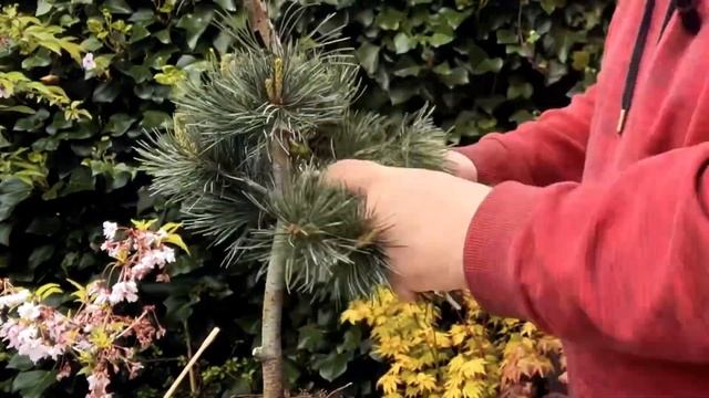 Literati Bonsai Challenge смотреть онлайн