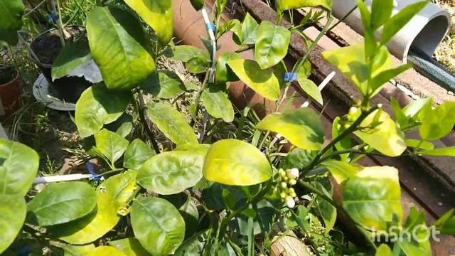 Лимон Мейра после листопада, растим урожай смотреть онлайн