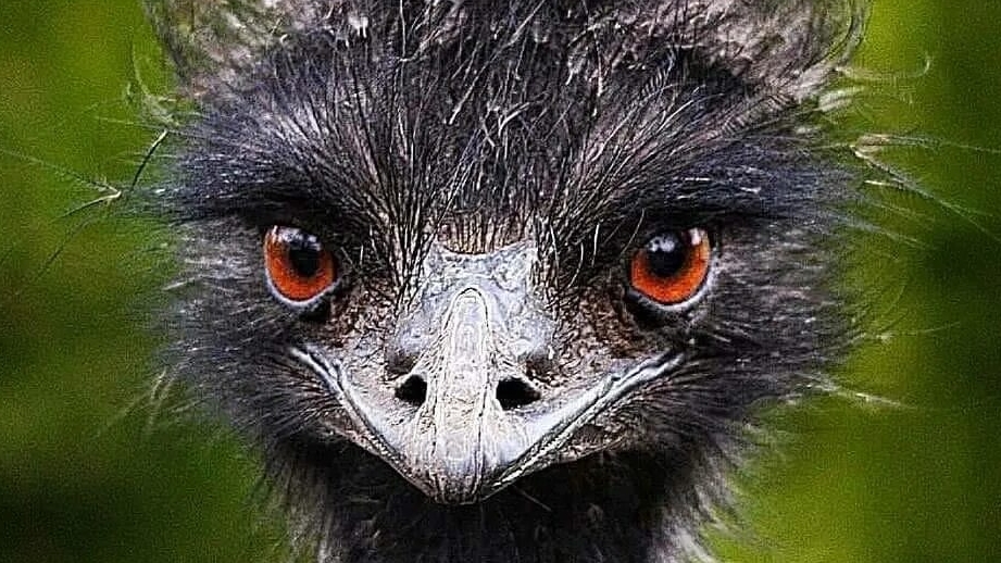 СТРАУСЫ. ЛЮБОПЫТНАЯ ПТИЦА. РАЗВЕДЕНИЕ СТРАУСОВ. ЯЙЦО СТРАУСА смотреть онлайн