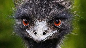 СТРАУСЫ. ЛЮБОПЫТНАЯ ПТИЦА. РАЗВЕДЕНИЕ СТРАУСОВ. ЯЙЦО СТРАУСА