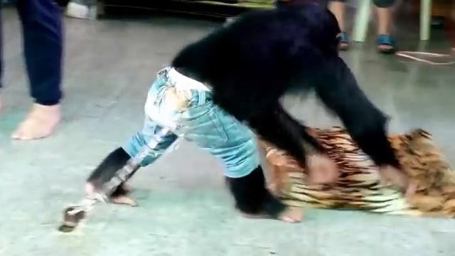 орангутан смотреть онлайн