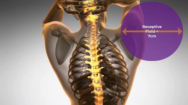 The Receptive Field of Sensory Neurons смотреть онлайн