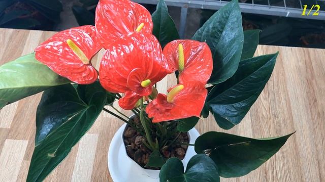 1 Little Per Tree! Anthuriums Grow Fast And Bloom Crazy! смотреть онлайн