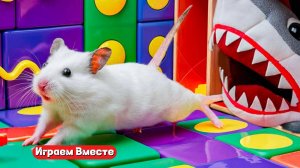 Хомяк попал в ОГРОМНЫЙ ЛАБИРИНТ для домашних животных ! Выбираемся из лабиринта вместе !