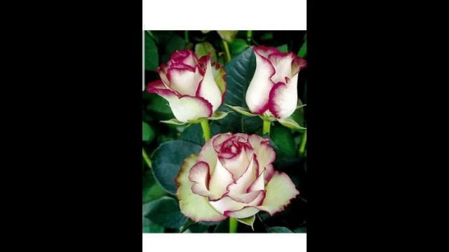 Черенкование растений🌺🌺🌹🌹🌿🌿🌳🌳🥀🥀🌷🌷🌲🌲🍁🍁 смотреть онлайн