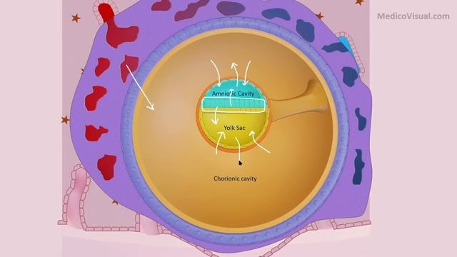Placenta Part 1: Overview and Development of Placenta смотреть онлайн