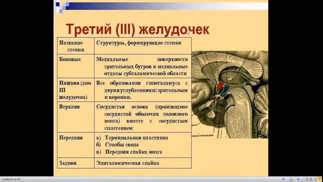 Анатомия центральной нервной системы.