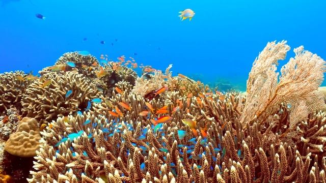 4K HDR Wonderland ｜ Colorful Underwater Coral Reef ｜ Dolby Vision™ смотреть онлайн