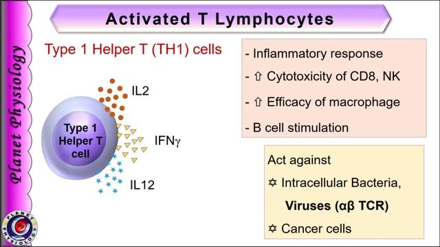 Immunity part 3 | Cell Mediated Immunity (CMI) смотреть онлайн