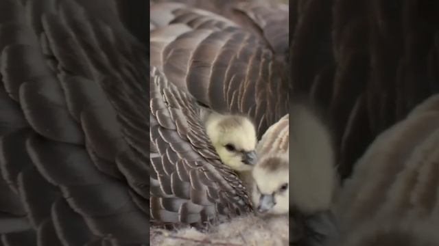 #nature #waterfall #relaxingmusic #relaxing #music #4k #birds #species #discover #flowers смотреть онлайн