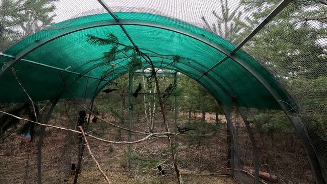 Чахла, бей их! смотреть онлайн