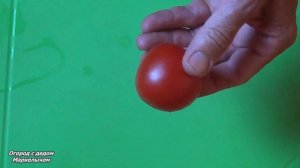 ТОМАТ ВИДИМО-НЕВИДИМО. Рабочая лошадка.