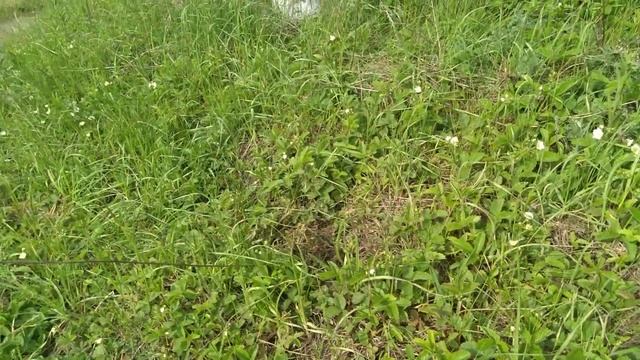 А еще вокруг дачи ... много-много земляники🌱 она мелкая, но ее наличие очень радует🤗 смотреть онлайн