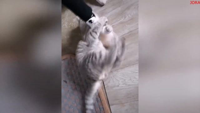 Я ржал пол часа, смешные животные! #22 смотреть онлайн