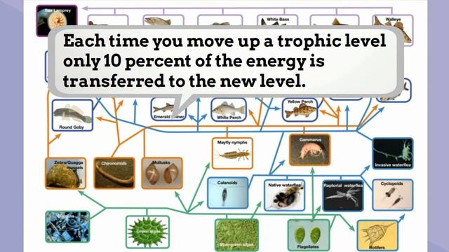 What is a Food web?-Energy flow in an ecosystem смотреть онлайн
