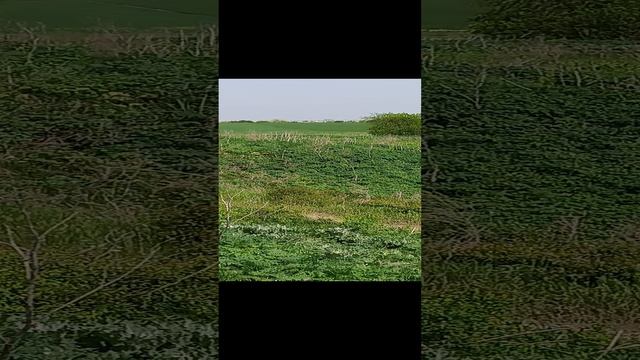 Первый питбайк