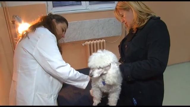 KLINIKA VET - Kožni problemi kod pasa i mačaka 3 смотреть онлайн
