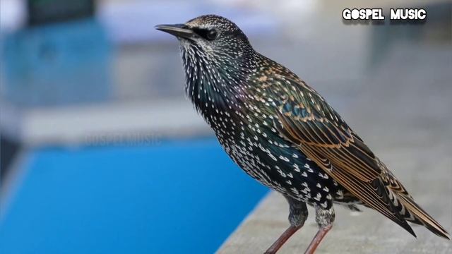 గుండె చెదిరిన వారిని Gunde Chedhirina Varini  #teluguchristiansongs#jesus#worshipsongs#brosrisailam