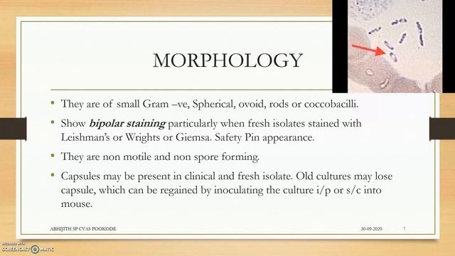 Pasteurella|Microbiology