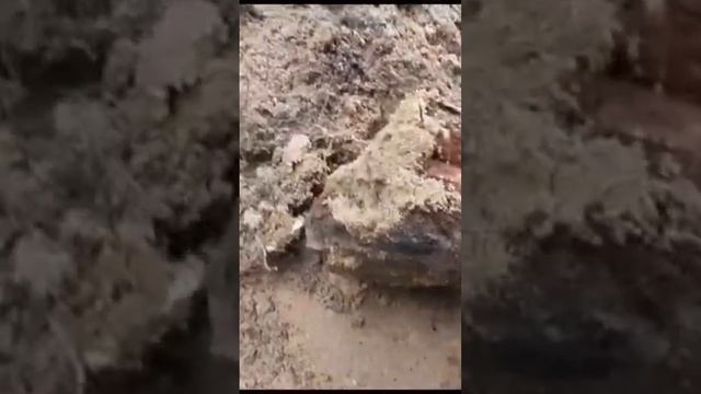 Хабар в немецкой ячейке #shortsvideo #ww2 #digging смотреть онлайн