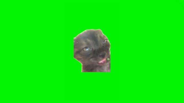 Club Cat Green Screen смотреть онлайн