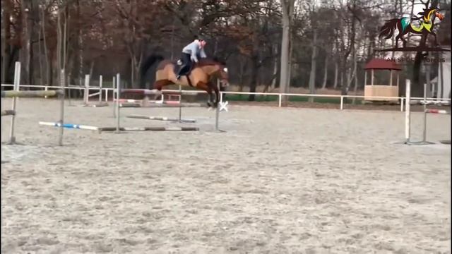 SOLD***SUPER TEACHER FOR ALL*QUICK, 2009, gelding, by Quirado x Lumen❤️ смотреть онлайн