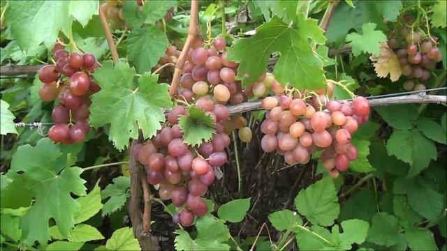 Сильва смотреть онлайн