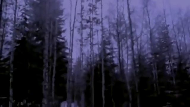 ШОК!!! 5 монстров на болоте снятых на камеру! смотреть онлайн