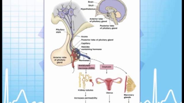 Critical Care Paramedic 12: Endocrine Emergencies смотреть онлайн