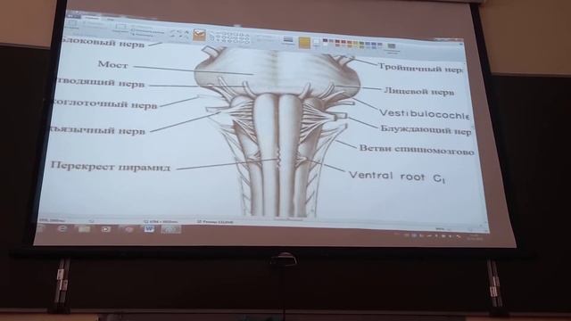 мозг 1 смотреть онлайн