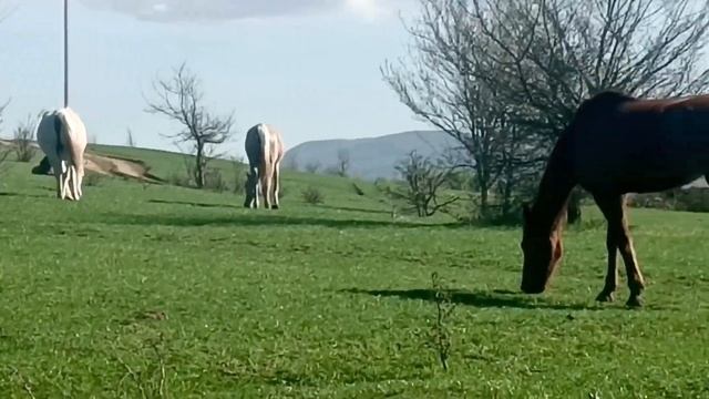 🌞Выгул лошадей 2024 🐎 Конеферма Эквилайн ЦЕНЫ по тел +79883400208 Telegram WhatsApp смотреть онлайн