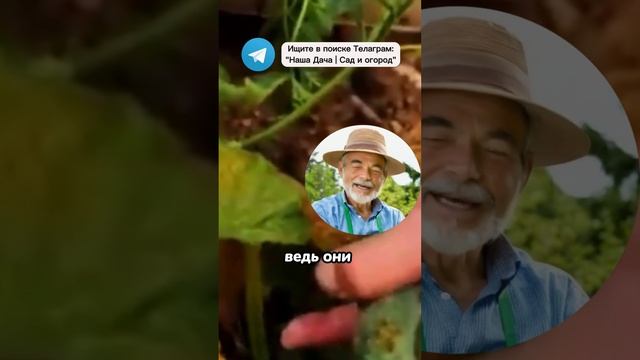 Внёс Это И Пожелтение Огурцов Исчезло! Собрал Огромный Урожай Огурцов #огород #огурцы #дача #урожай смотреть онлайн
